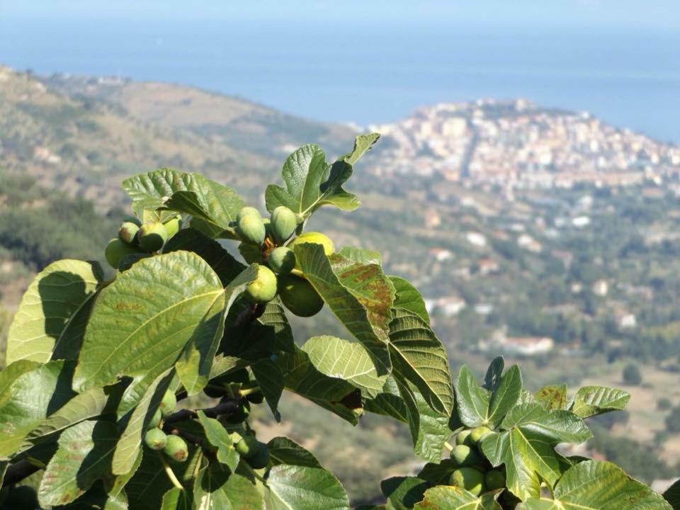 Bed and Breakfast Casale San Martino Laureana Cilento Exteriér fotografie